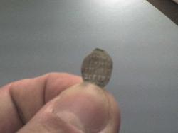 post-6789-0-05530200-1311580659_thumb.jp