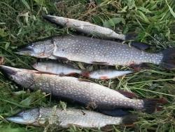 post-7223-0-46408400-1311782497_thumb.jp