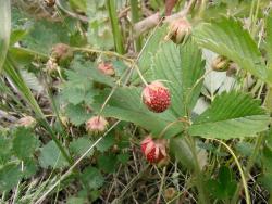 post-1023-0-87990100-1341159720_thumb.jp