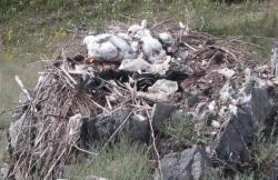 post-2627-0-32384700-1341673914_thumb.jp