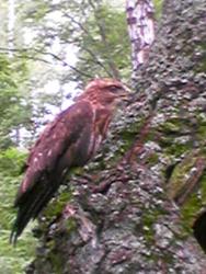 post-3053-0-45110900-1342719397_thumb.jp