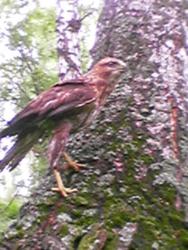 post-3053-0-64512100-1342719410_thumb.jp