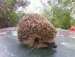 post-4655-0-17529400-1342029455_thumb.jp