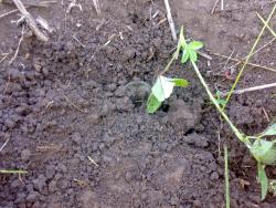 post-6685-0-89625800-1342704555_thumb.jp