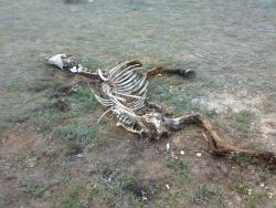 post-6685-0-99228900-1343355466_thumb.jp