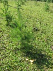 post-6726-0-62027000-1343475033_thumb.jp