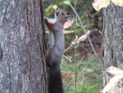 post-8942-0-09942700-1341511134_thumb.jp