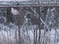 post-8942-0-31667600-1341510977_thumb.jp