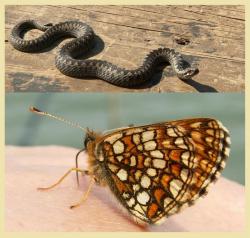 post-8942-0-45674600-1341159566_thumb.jp