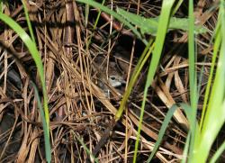 post-8942-0-53644800-1341510994_thumb.jp