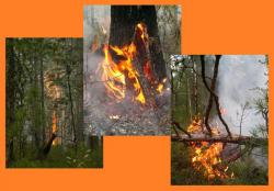 post-8942-0-58400000-1343574022_thumb.jp