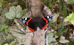 post-8942-0-79587800-1341510932_thumb.jp