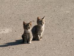 post-8942-0-81875100-1341511096_thumb.jp