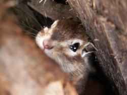 post-8942-0-91309300-1341511154_thumb.jp