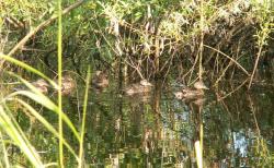 post-8942-0-99487200-1341511045_thumb.jp