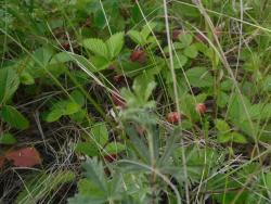 post-9966-0-40056000-1341148081_thumb.jp