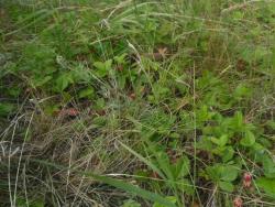 post-9966-0-42227200-1341147921_thumb.jp