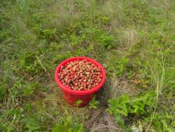 post-9966-0-79618500-1341147220_thumb.jp