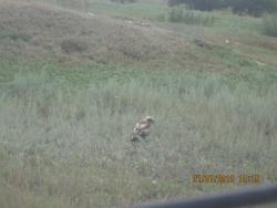 post-12688-0-90872700-1374438359_thumb.j