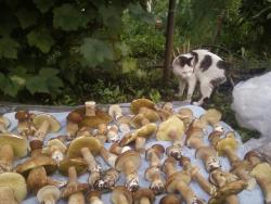 post-1580-0-00307200-1375250191_thumb.jp