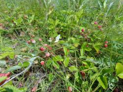 post-1580-0-64694200-1374644511_thumb.jp