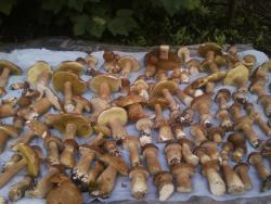 post-1580-0-65496000-1375250081_thumb.jp