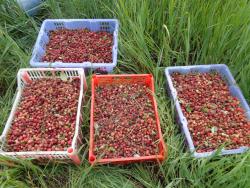 post-1580-0-68729300-1374644543_thumb.jp