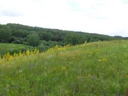 post-1580-0-68778200-1374644573_thumb.jp