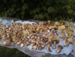 post-1580-0-96402200-1375250127_thumb.jp