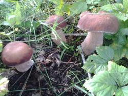 post-2349-0-26630700-1374812534_thumb.jp