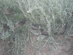 post-27143-0-07994400-1372779771_thumb.j