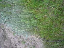 post-27143-0-49096200-1372779758_thumb.j