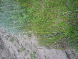 post-27143-0-92700200-1372779742_thumb.j