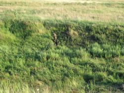 post-3072-0-32957800-1374246369_thumb.jp