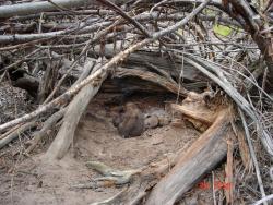 post-4322-0-71711600-1374856106_thumb.jp