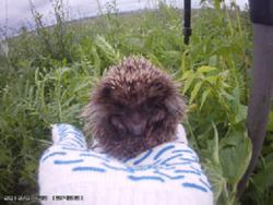 post-5088-0-37965800-1375091631_thumb.jp