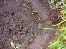 post-6685-0-86256400-1375094779_thumb.jp