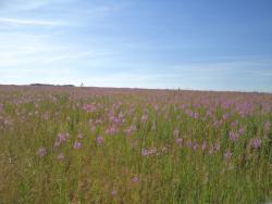 post-7121-0-37149700-1373988921_thumb.jp