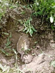 post-8327-0-98129800-1372948025_thumb.jp