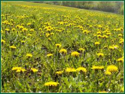 post-8942-0-34921800-1375184243_thumb.jp