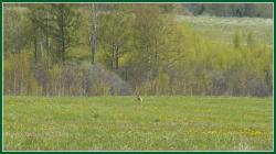 post-8942-0-70975000-1375184705_thumb.jp