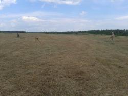 post-9966-0-01396600-1373422734_thumb.jp