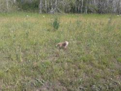 post-9966-0-11440200-1373435305_thumb.jp