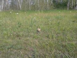 post-9966-0-72683500-1373526034_thumb.jp