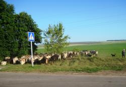 post-23552-0-86818000-1406118208_thumb.j