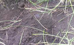 post-26894-0-34353400-1405842134_thumb.j