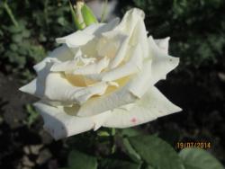 post-27143-0-24623400-1406170003_thumb.j