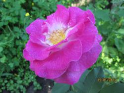 post-27143-0-37885800-1406170155_thumb.j