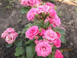 post-27143-0-52044700-1406169961_thumb.j