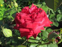 post-27143-0-68599900-1406169980_thumb.j